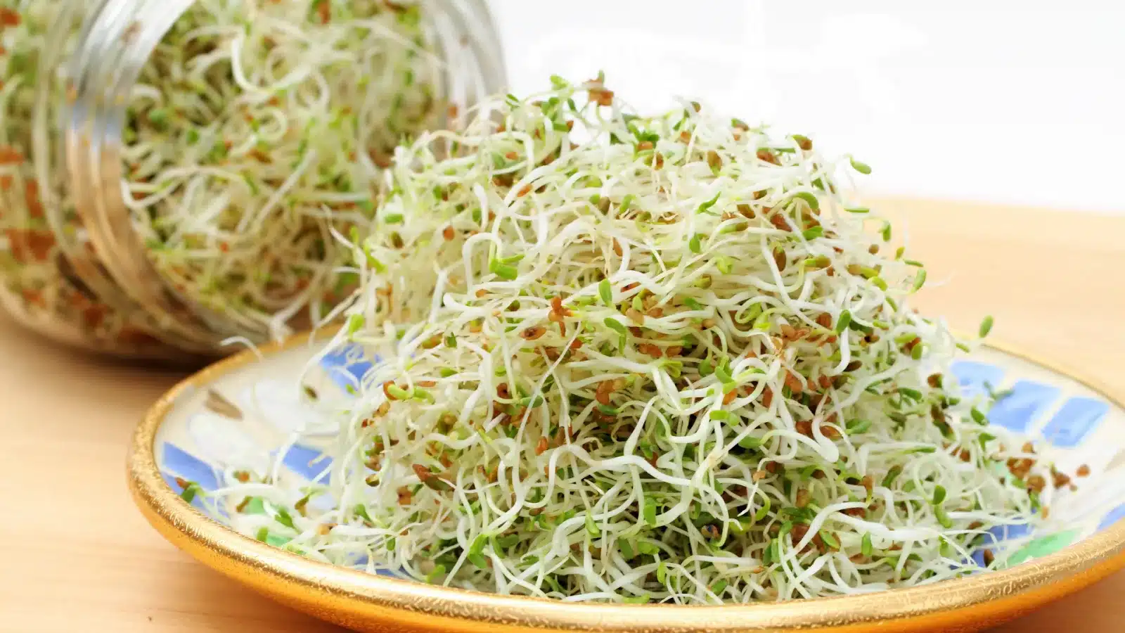 Alfalfa Sprouts 